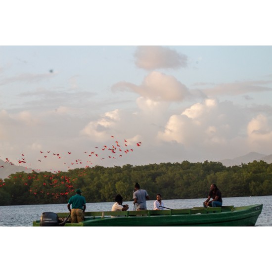 RELAX WITH THE SCARLET IBIS ONLY